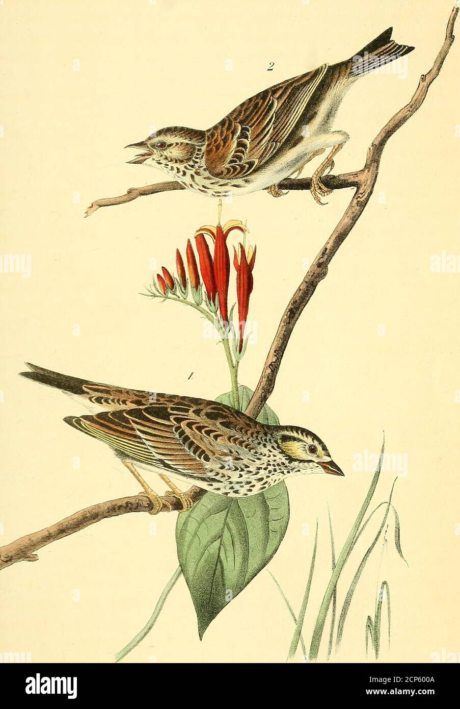 Las aves de América : a partir de dibujos hechos en los Estados Unidos y  sus territorios . Esta especie tiene un tallo carnoso articulado, con  ovate, articulaciones comprimidas, escasamente cubierto