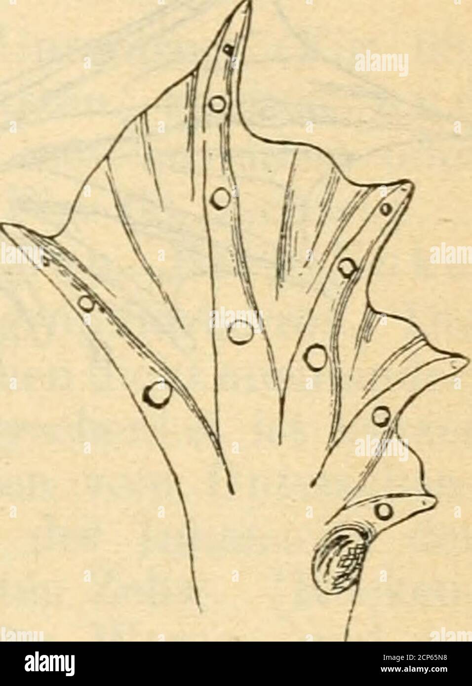 . Mammalia, aves, Reptilia, Anfibia, Piscis . Fig. 6.5. Fig. 66. 4
