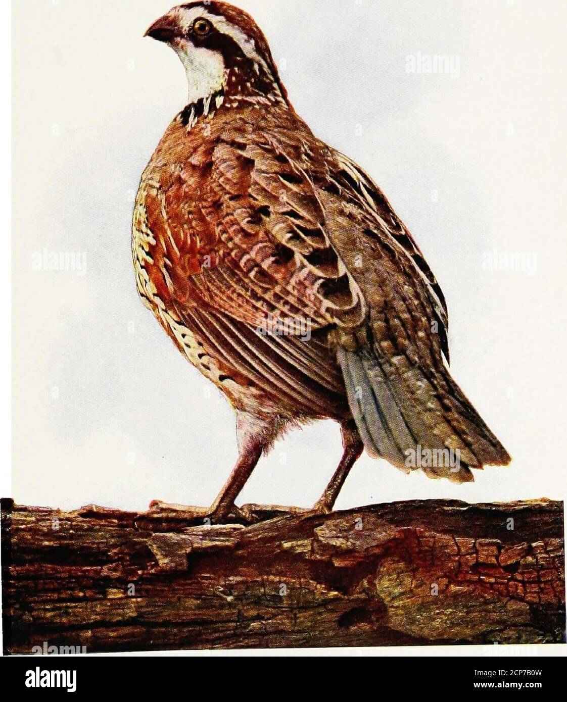 Historias de vida de aves, comp. De los escritos de Audubon, Bendire,  Nuttall, y Wilson. Esta especie realiza migraciones ocasionales desde el  este hasta el sureste, usualmente al principio de Octo-ber,
