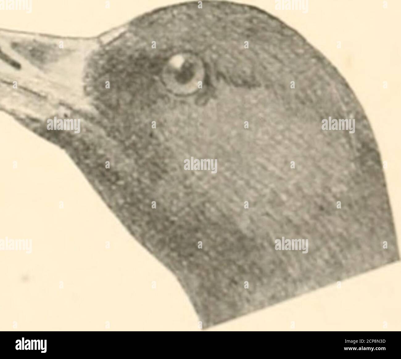 . Las aves del este de América del Norte se sabe que ocurren al este del meridiano decimonoveno .. . "". Lila de iones. Willi Imi.- si l..l;.|,. v.l)>. IIM; l>enfermo, r.iiliiT -linii ;;,-.-iii-i al (•..l.ir, slaty ffr?J; t»-- 1Familia RAI.MI) II Subfamilia FULICIN.n. Coto5. SFI- pai inn. 12 LAS AVES DEL ESTE DE AMÉRICA DEL NORTE, Hind dedo del pie, elevado por encima del nivel de los otros; liill, delgado; fosas nasales, abriendo los dedos del pie; lados de los dedos del pie, tejido. Familia PHALAROPODID/E. Falaropes. Consulte la página 104. Foto de stock
