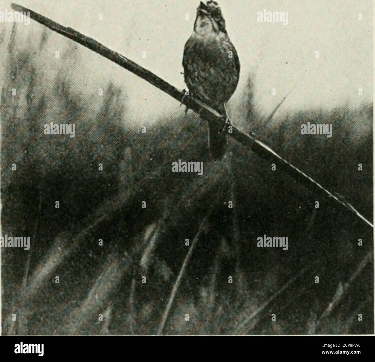 Instrumento Mas Parecido A La Voz Humana Imitar la voz humana fotografías e imágenes de alta resolución - Alamy