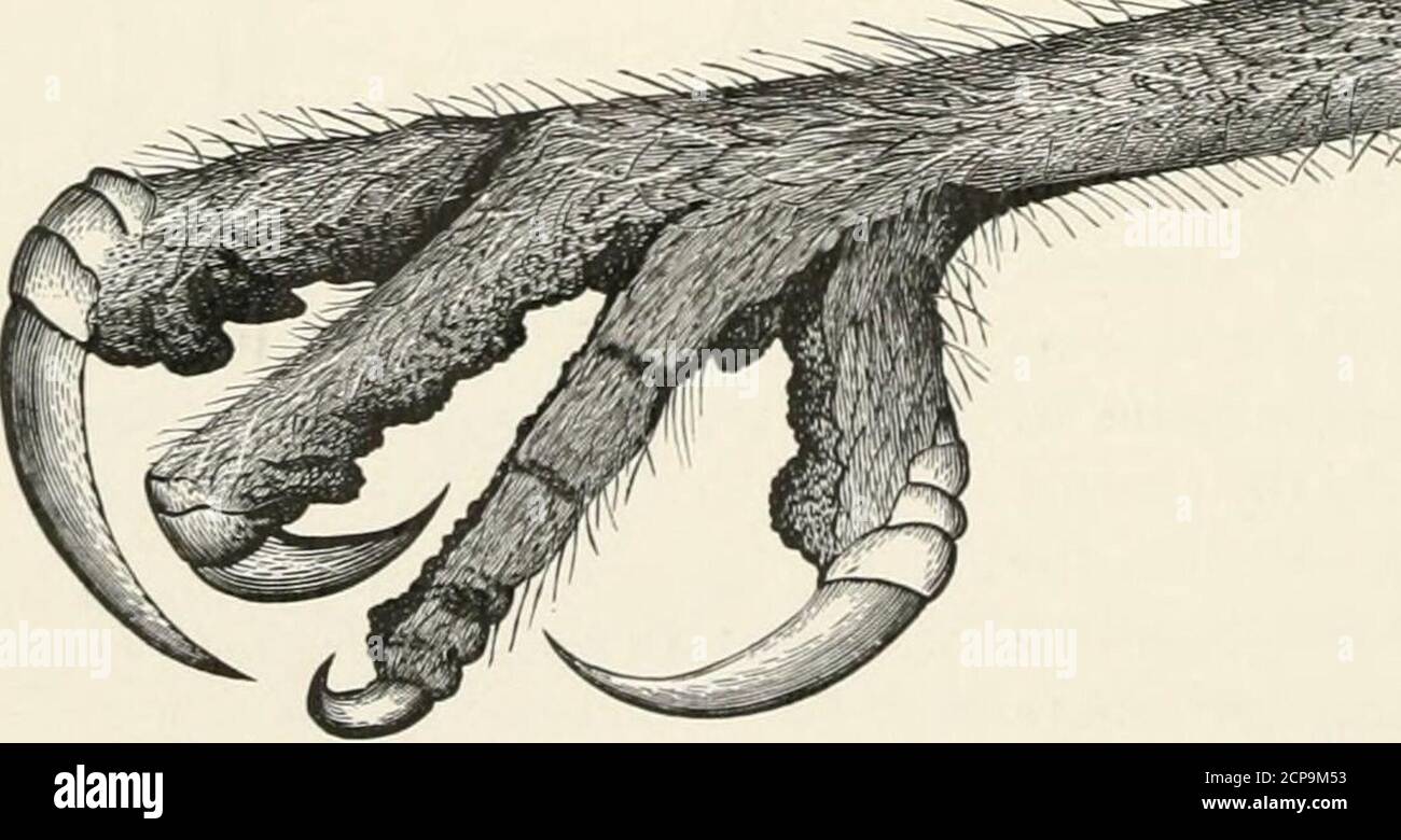 . Clave para las aves norteamericanas. Contiene un relato conciso de cada especie de ave viva y fósil conocida actualmente desde el continente norte de la frontera mexicana y estadounidense, incluyendo Groenlandia y la Baja California, con la cual se incorporan Ornitología General, un esquema de la estructura y clasificación de las aves, Y ornitología de campo, un manual de recolección, preparación y preservación de aves. PH Foto de stock