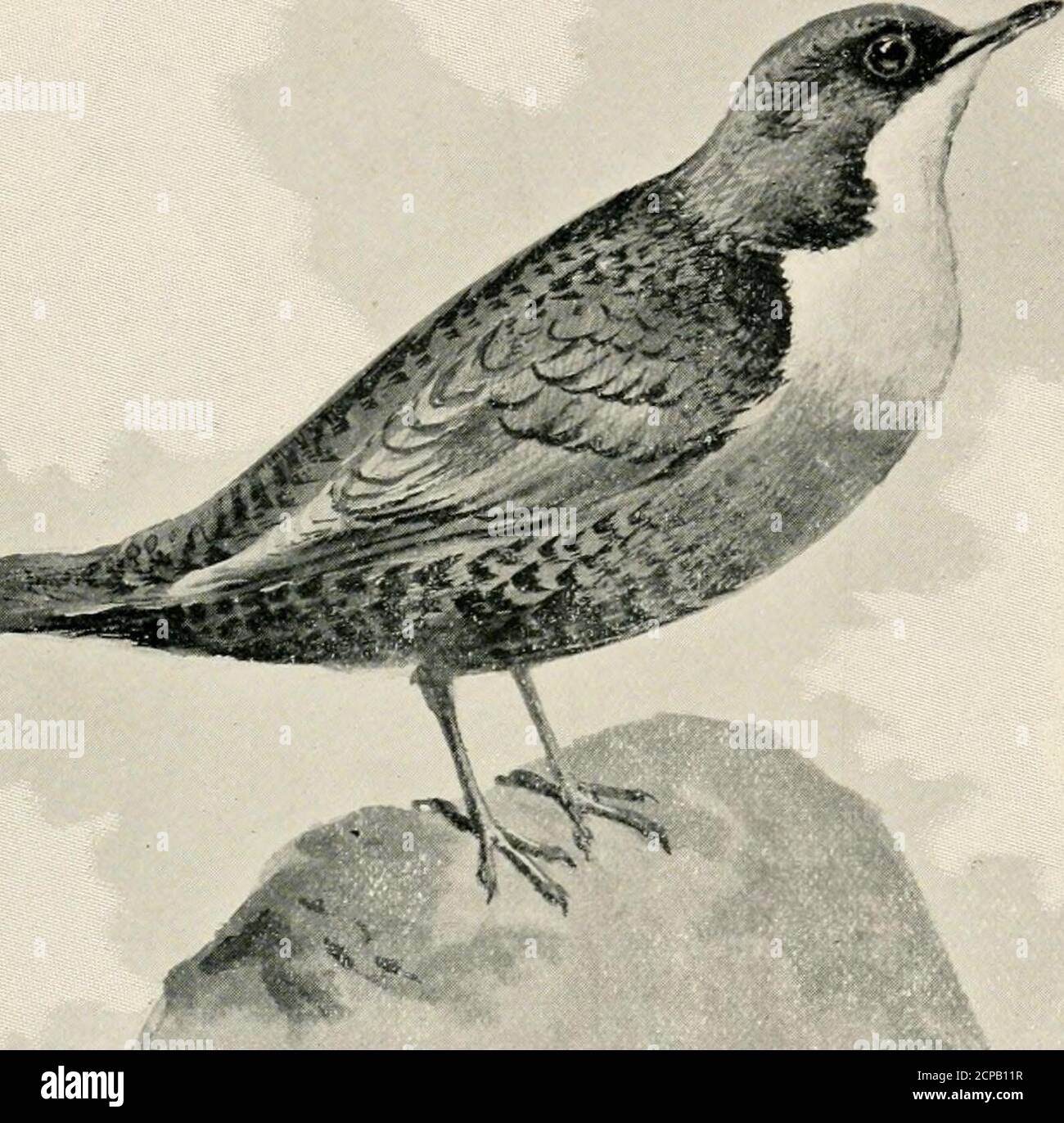 . Nuestro canto favorito aves; sus hábitos, música, y características . grupo de islas. EL DIRPER Cinclus AQUATICUS el Dipper, el Ouzel de agua, o el cuervo de agua como se denomina itis más allá de la frontera, tiene una distribución muy similar en las Islas Británicas a la del RingOuzel, Y está confinado a los distritos montañosos.se encuentra localmente en Cornwall, Devon y Somerset, desde allí hacia el norte a través de la mayoría de las partes de Gales y las montañas del norte de Inglaterra hasta la frontera. En Escocia, como se podría esperar a la mayor frecuencia de los lugares adecuados, está muy dispersa, incluso llegando a la Foto de stock