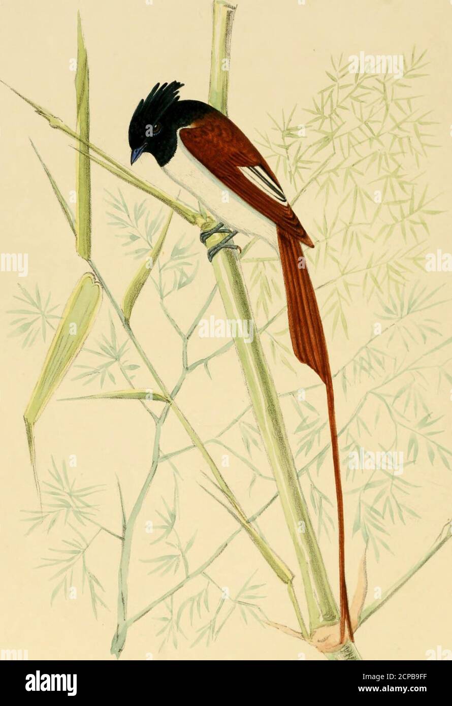 . Ilustraciones de ornitología India : contiene cincuenta figuras de especies nuevas, no figuradas e interesantes de aves, principalmente del sur de la India. D que pone sus huevos sobre el suelo en un tuft de hierba. Está lejos de ser un biid poco común, y la mayoría de los Sportsmensi después de snipe, florikin, o codorniz deben haber tirado cientos de ellos. La EIS- Ilustraciones de la Ornitología India; nombre dustani significa Grass Warbler, el -n-ord Phootkee, o Pitpitmittee, siendo apíDlicd innis-criminately a todos los pequeños PrinicB y Syhiw, en este caso sin embargo con una denominación específica indicativa de Foto de stock