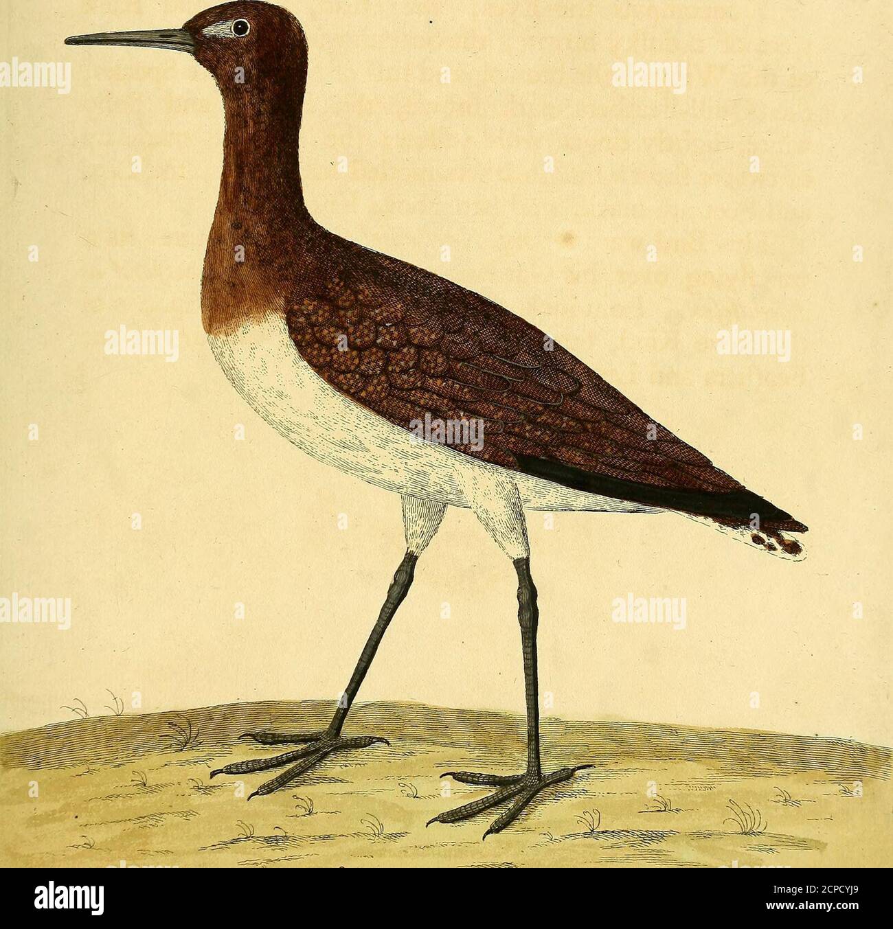 . Historia natural de las aves : ilustrado con cien y un placas de cobre, curiosamente grabado de la vida . El 8.. fy C M/ad i cn/j/&lt;.y&lt; T?affi4.ay! I?A a?i?e. A f?m?a. S/: Cijy. C,0. Foto de stock