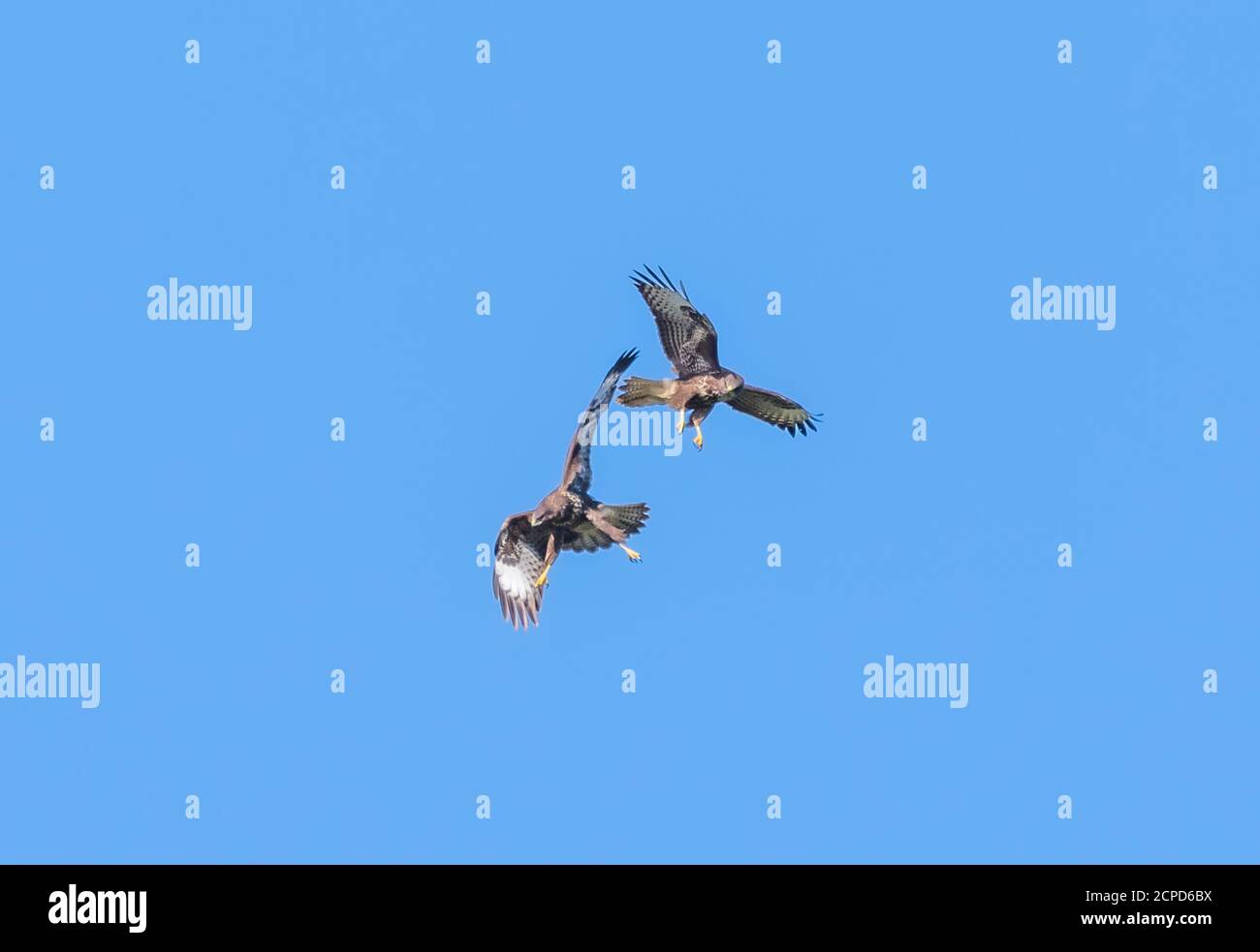 Par de aves buzzard (Buteo buteo), aves de presa, en vuelo, jugar peleas. Buzzards volando contra el cielo azul en West Sussex, Inglaterra, Reino Unido. Foto de stock