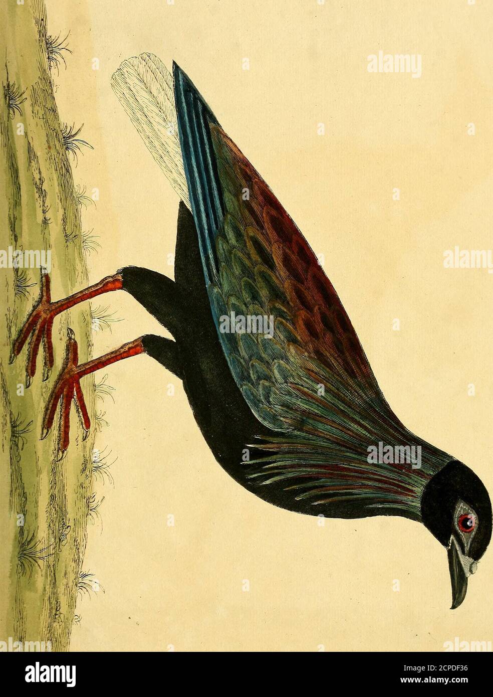. Historia natural de las aves : ilustrado con cien y un placas de cobre, curiosamente grabado de la vida . h 49- Foto de stock