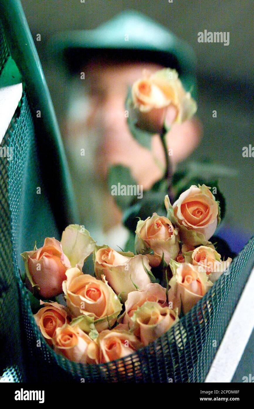PARA IGUALAR LA HISTORIA flores BC-COLOMBIA - el trabajador de flores  colombiano Francisco Rodríguez, de 49 años, pone una rosa en un manojo para  la exportación como parte de un proceso para