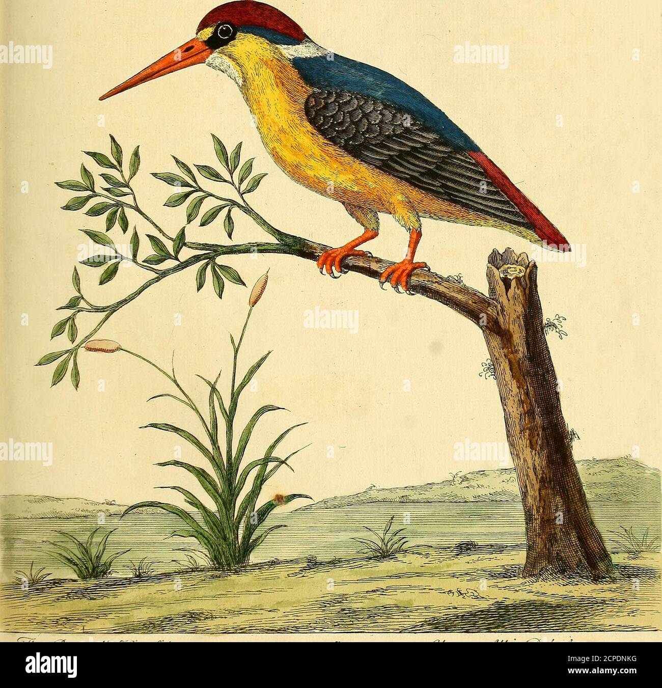 . Historia natural de las aves : ilustrado con cien y un placas de cobre, curiosamente grabado de la vida . El -zci... ■ y/él. &lt;C&yi&lt;2('s yn/''Aer. de. 4. IJJ- « ■■ 3 o. Foto de stock