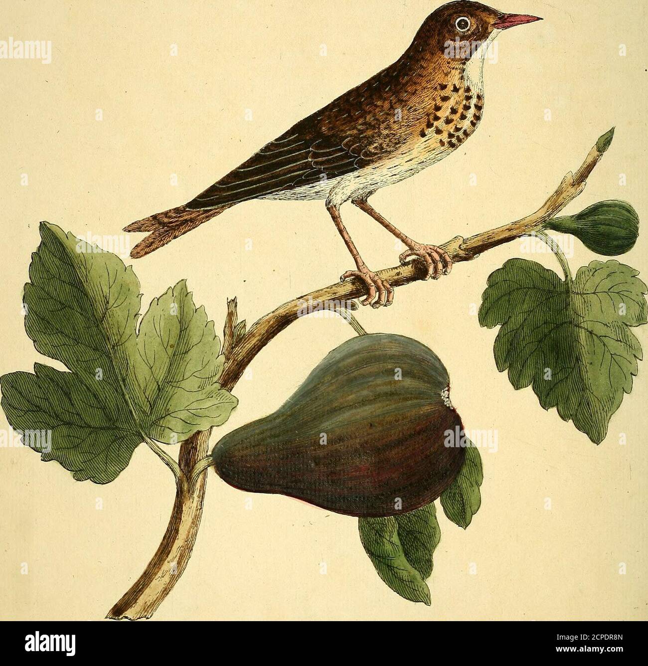 . Historia natural de las aves : ilustrado con cien placas de cobre, curiosamente grabado de la vida. ("no") Lu./e/ ZS.ZS. jj- %o... tiy-i/a/jt ca??na/t,?ia. «r,c,4v/.v v?: Slea zarAllnn. Je/i. #. JJJ. El higo-eater, Numb. XXVI. ESTE es un ave de largo cuerpo de Fmail, su cuenta (prestamista, y de la Marca roja roja color j la parte superior de la cabeza, la parte posterior y la cola de un duiky rojo, cinereous y mezcla amarilla j que tiene la fama número de plumas de alas y cola como en otras aves; El Quill y cubre más oscuro que el reft5their e Foto de stock