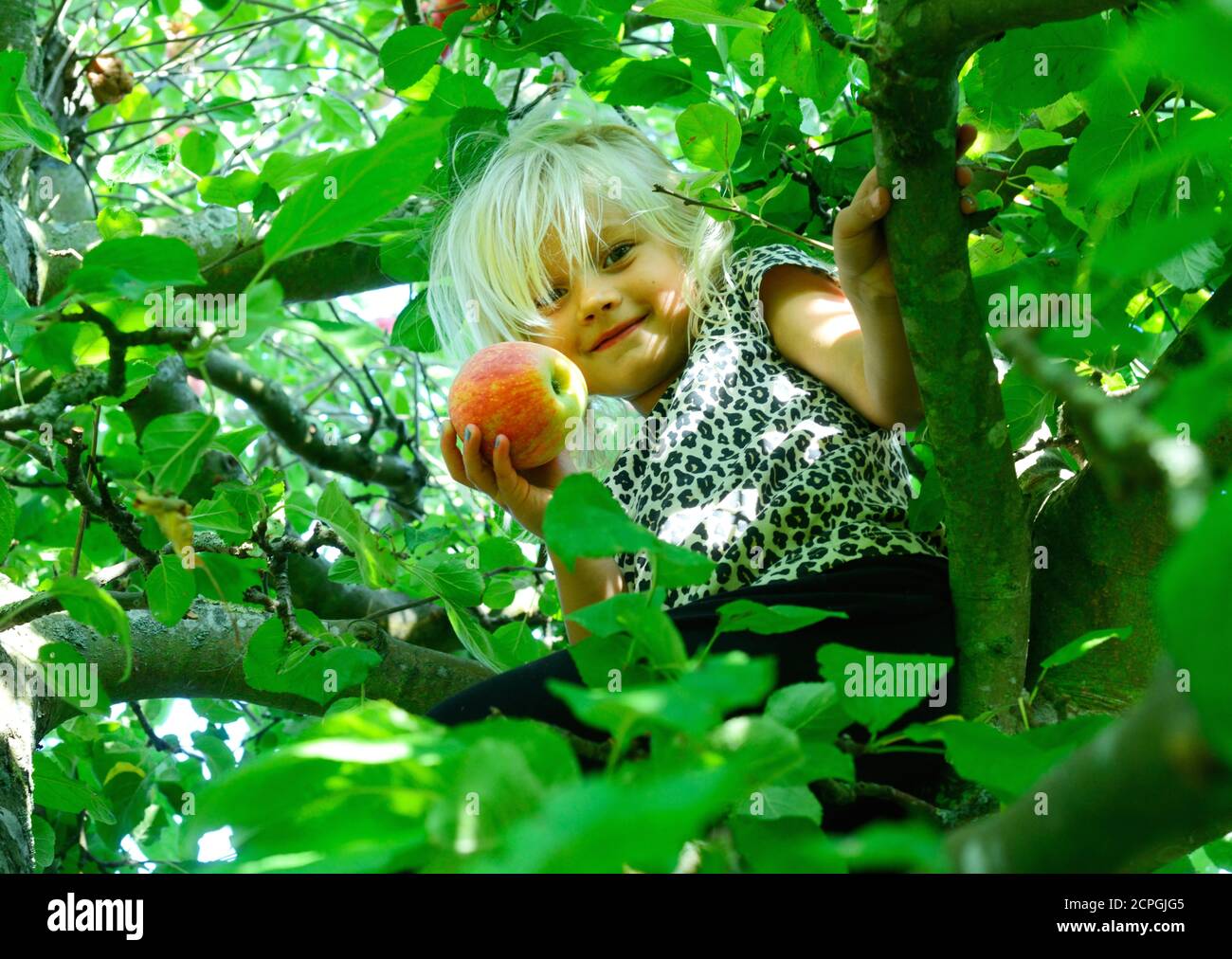 Niña rubia, de 4 años, trepando en un manzano, sosteniendo una manzana roja  en Ystad, Scania, Suecia, Escandinavia, Europa Fotografía de stock - Alamy