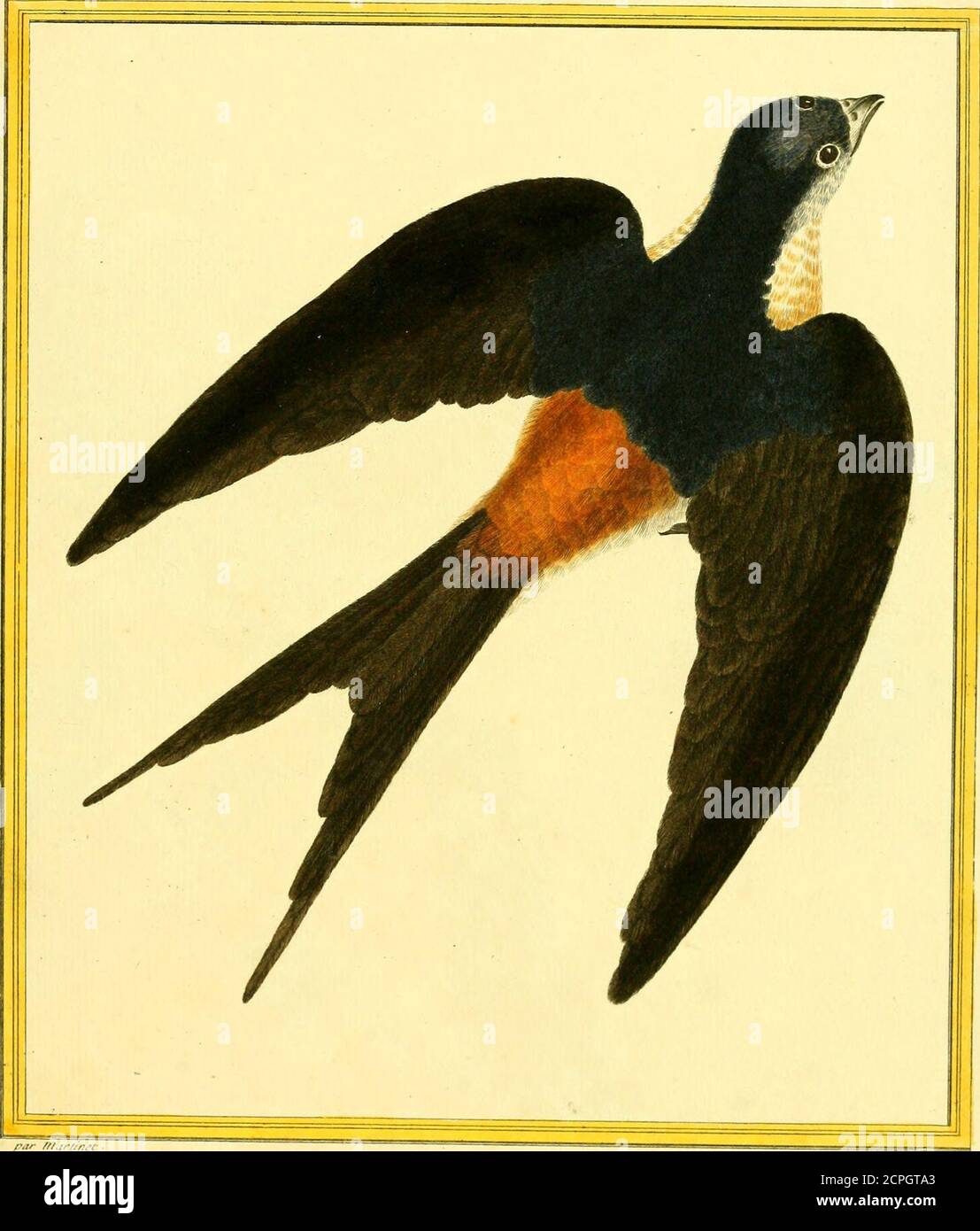Planches Enluminees D Histoire Naturelle 1 Giwr Bec Ju B Ril Ll Lt Xk Jk Je La I I Ic Il 3 Lu Fi L Ir Iiirc Iiiiioiuic Ic A Vcn Iv Rou V Ju R U Fotografia De Stock