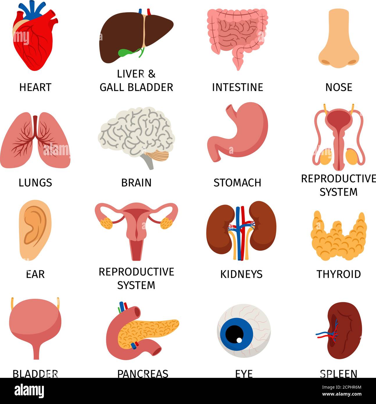 Órganos internos. Anatomía del cuerpo humano iconos de órganos, los  pulmones y el corazón de dibujos animados, el sistema urinario y el hígado,  la función reproductiva y el cerebro, ilustración vectorial Imagen