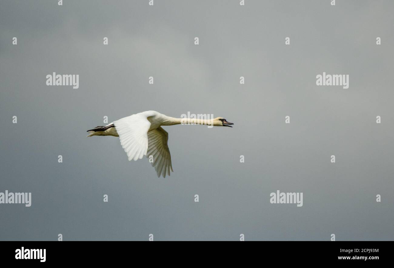 Silencia el cisne sobre Farlington Marshes Foto de stock