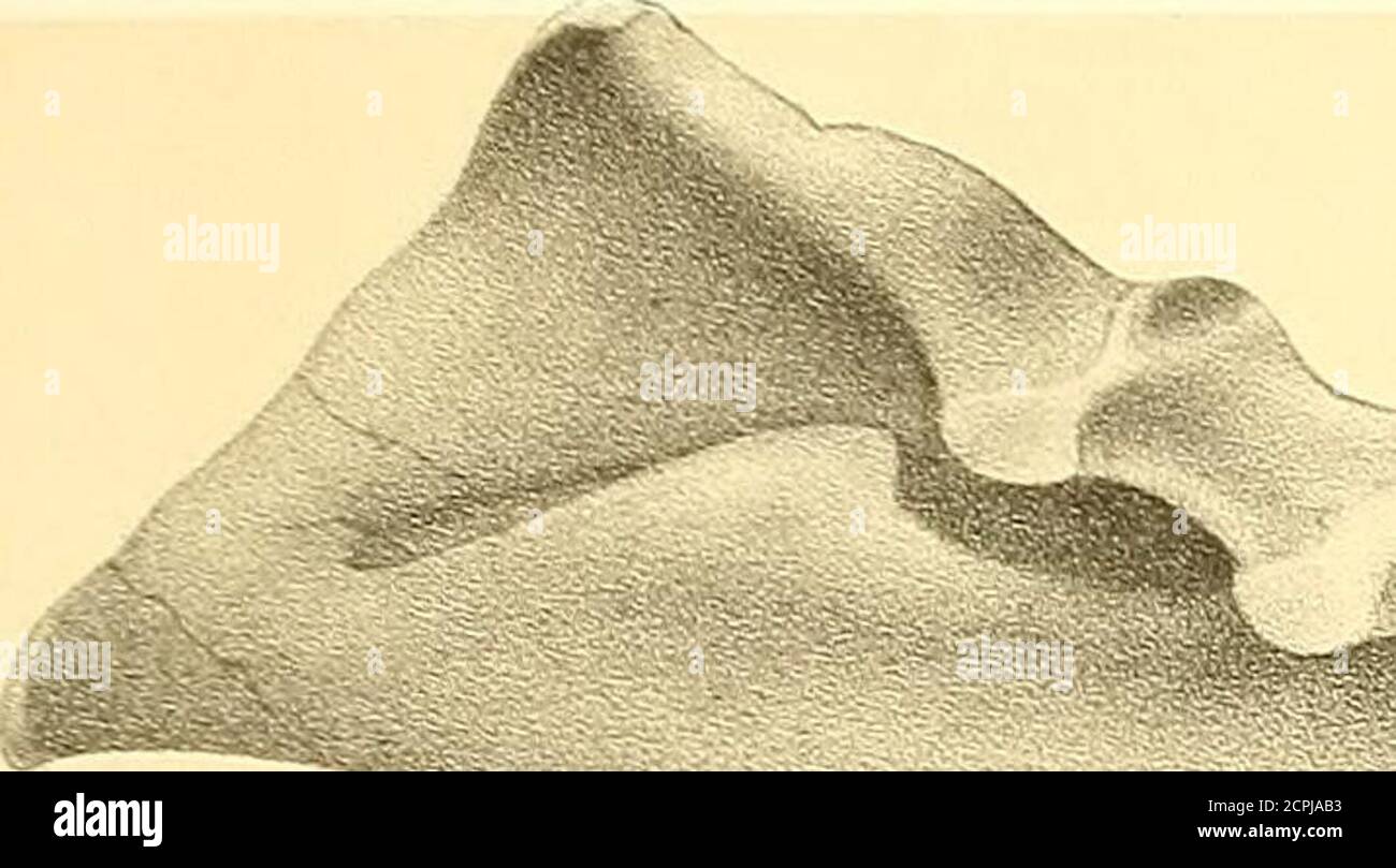 . Odontornithes: Una monografía sobre las aves dentadas extintas de América del Norte; con treinta y cuatro placas y cuarenta cortes de madera. - ¡Trisand! HESPERORNIS REGALIS, Marsh. PLACA VII PLACA VII ODONTORKETHES.sternum, coracoide y clavícula de Hesperornis crassipes Marsh. Todas las figuras Tamaño natural. Página Fig. 1.—esternón; vista lateral, vista desde la izquierda, 60 Fig. 2.—esternón; vista anterior, 60 Fig. 3.—esternón; vista inferior, mostrando la ahciencia completa de la quilla, 60 Fig. 4.—coracoide derecho; superficie interior, 59 Fig. 5.—clavícula derecha; vista desde arriba,... 61 plat :. Foto de stock