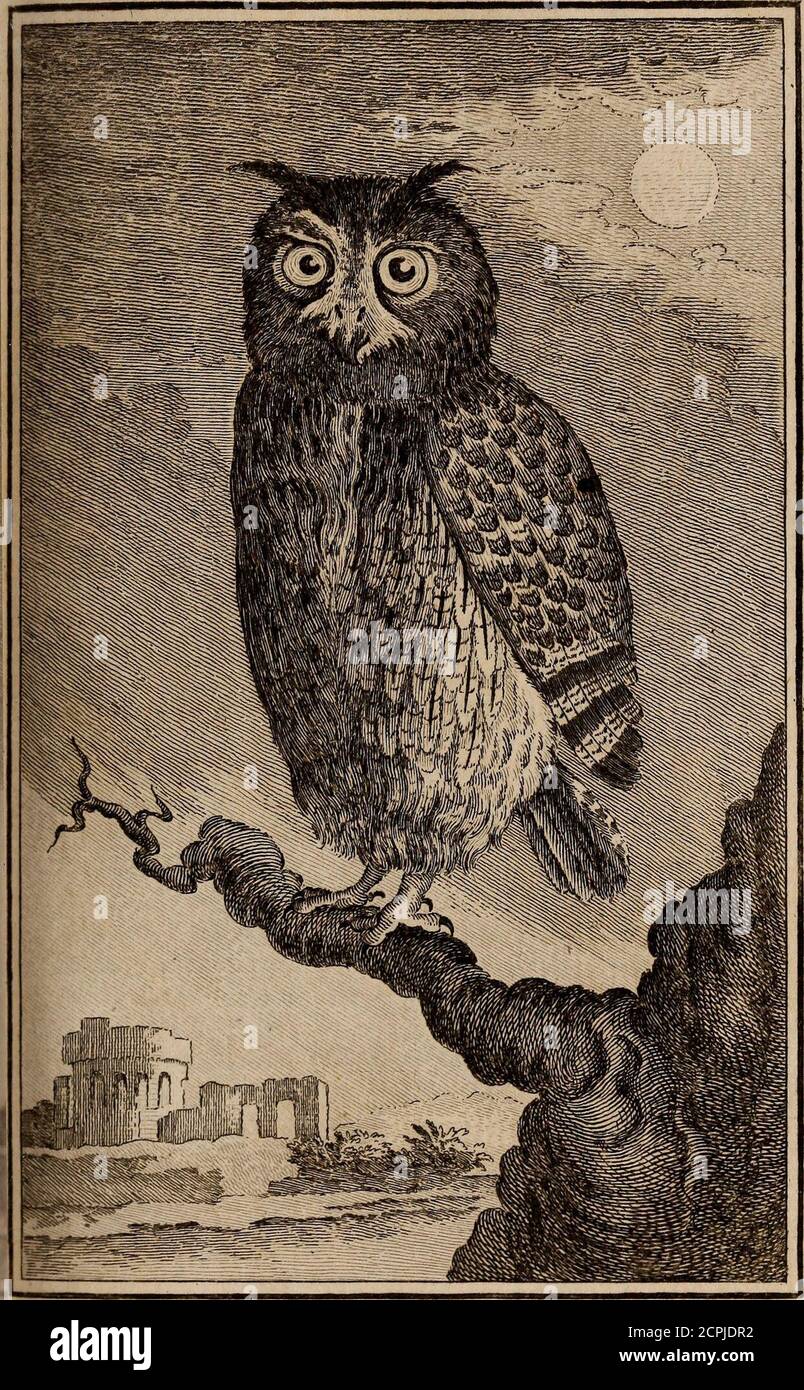 Histoire Naturelle Des Oiseaux Tojnjl Fl Fiii Pac I34 Le Oraistd T Uc 35 Le Histoire Naturelle Des Oiseaux Tojnjl Fl Fiii Pac I34 Le Oraistd T Uc 35 Le