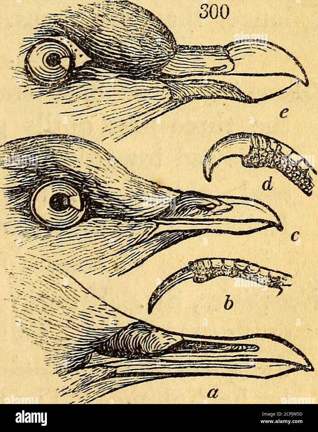 indigo bolsagage status