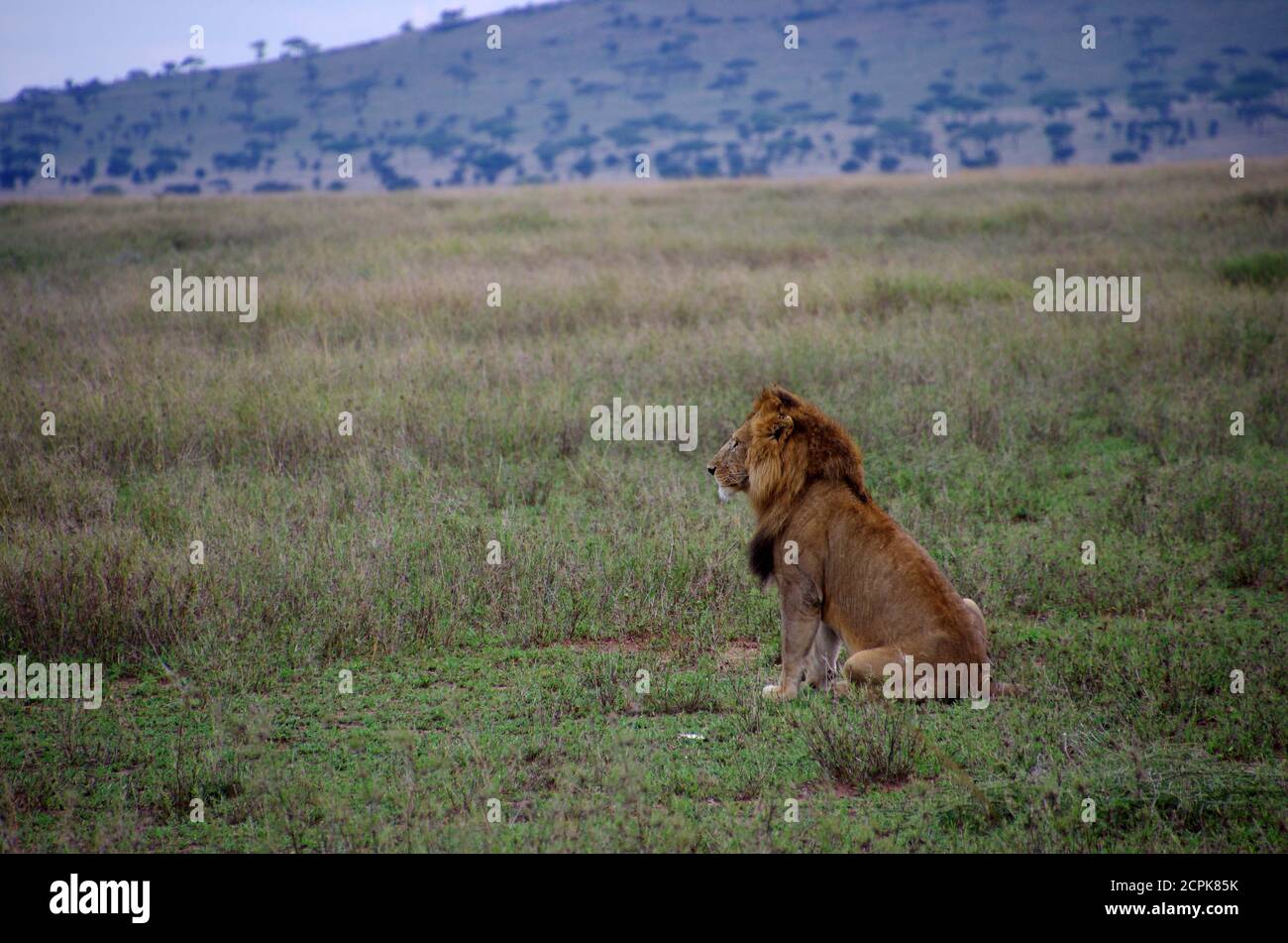 León en el parque Serengeti en Tanzania Foto de stock
