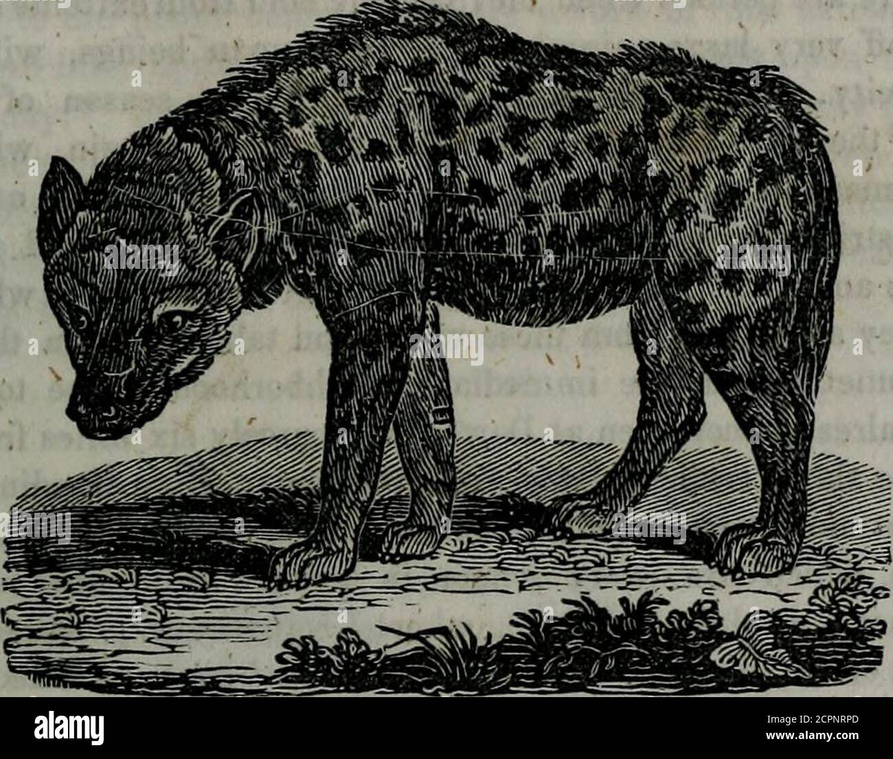La biblioteca del naturalista contiene descripciones cient ficas
