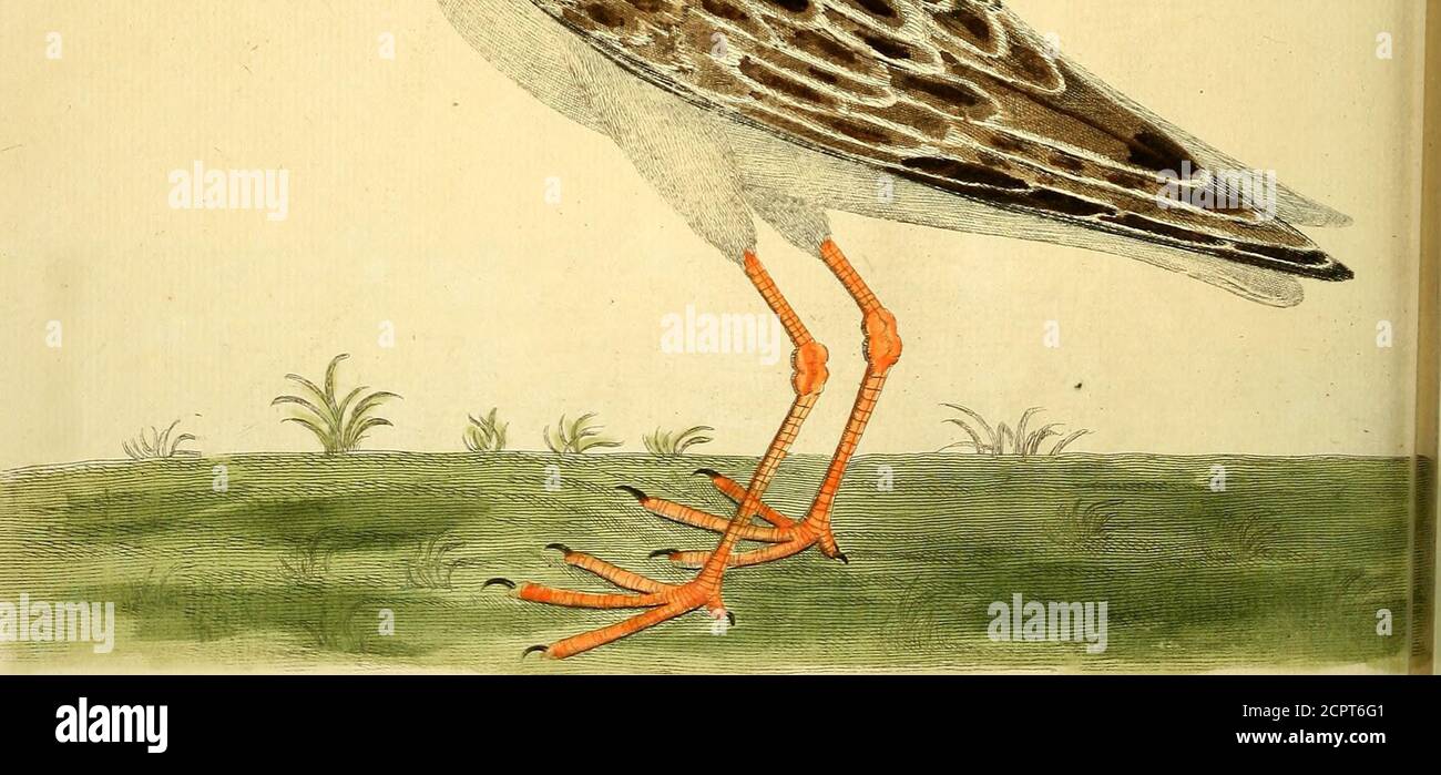 . Historia natural de las aves : ilustrado con cien y un placas de cobre, curiosamente grabado de la vida . /%■ /•////// FV/r.--7////•/• ff/.l /TC/.J /(•7f&lt;ry Foto de stock