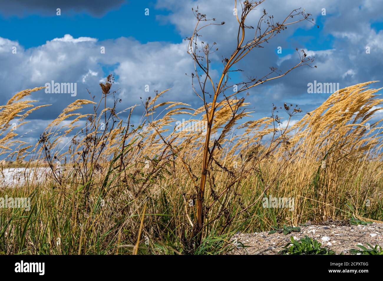 Una foto de la hierba seca con hierba salvaje y un un cielo dramático con nubes oscuras en el fondo Foto de stock