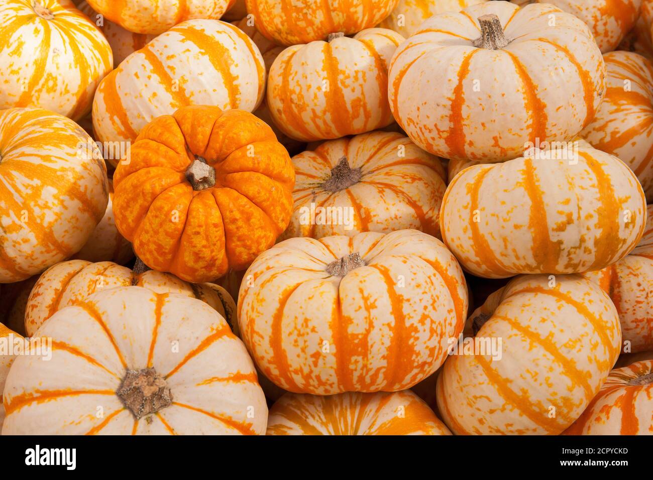 Calabazas para la venta en otoño en un mercado de agricultores locales en otoño Foto de stock