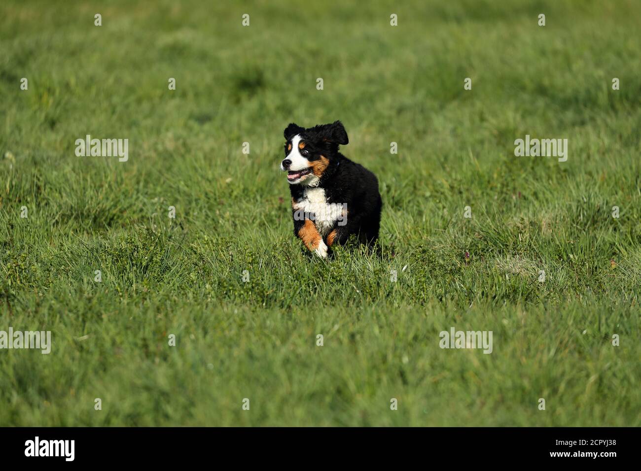 Bernese Mountain Dog corre a través de un prado Foto de stock