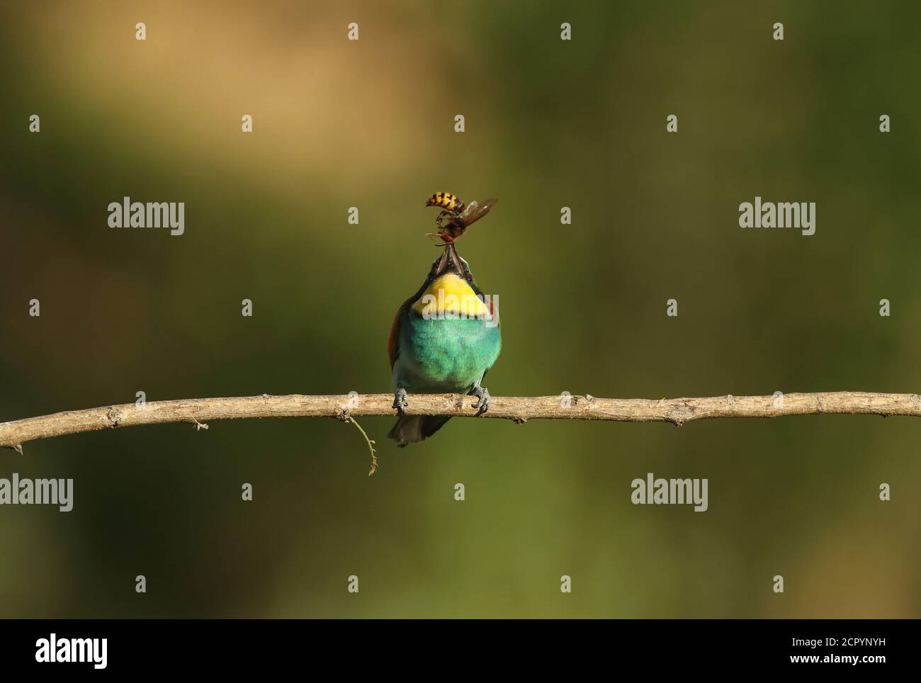 Bee-eater en una rama con presa Foto de stock