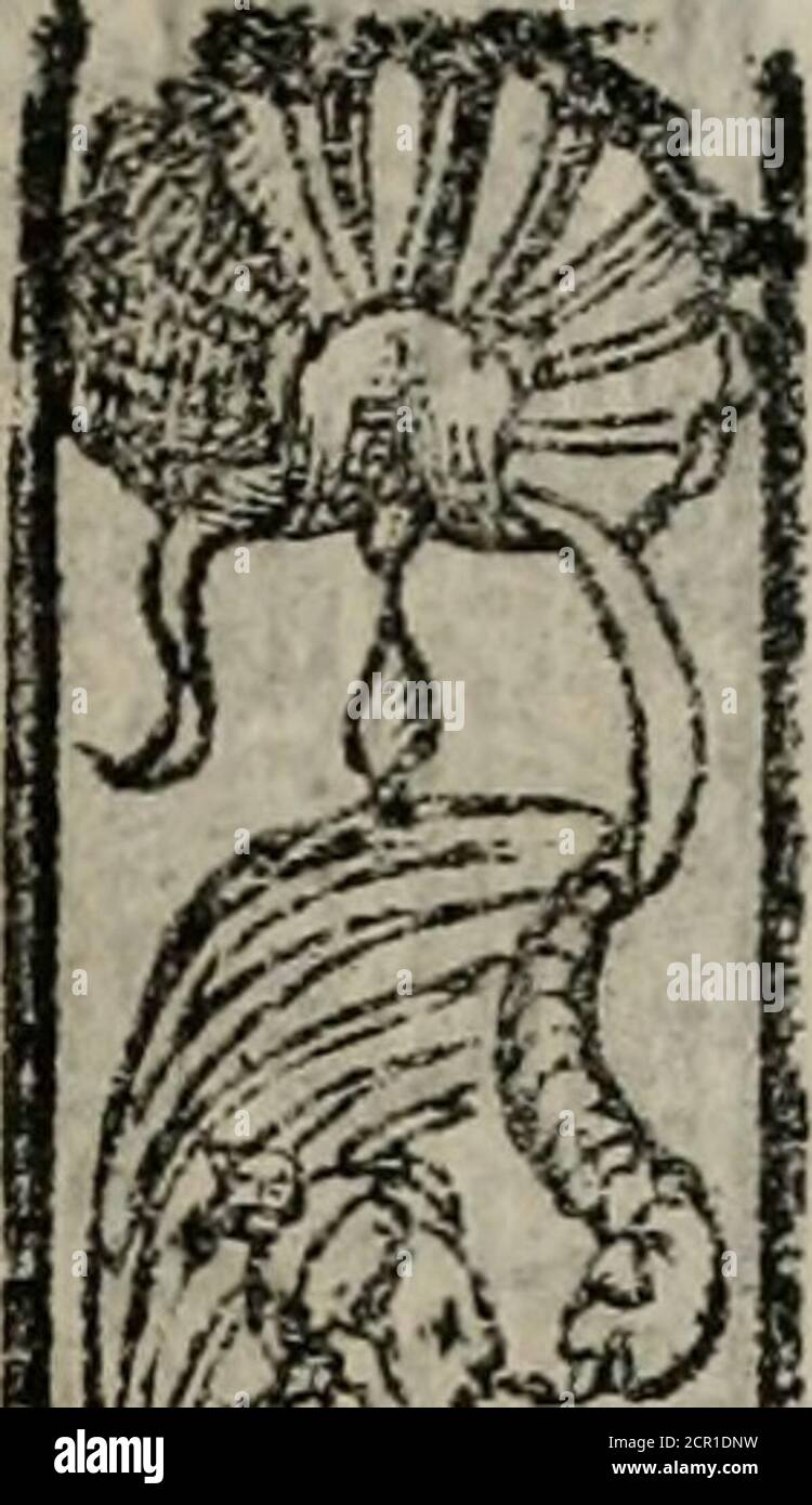 . Emblemas morales de Don Sebastián de Couarrubias Orozco ... . E-MüLEM A. -yp.£ la ha wbre fu bit l dejperta dora,(¡ tte aguz ajos ingerí iosj leuantaLa natural aBúciaJncjmrtdoradel arte,que a los mu y fabios i (pata :¡la picaca es parlera,( ¡) X 3 en ■<#! Foto de stock