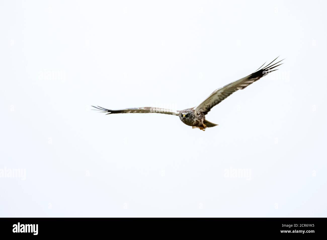 Marsh harrier (Circo aeruginosus), en vuelo. Foto de stock
