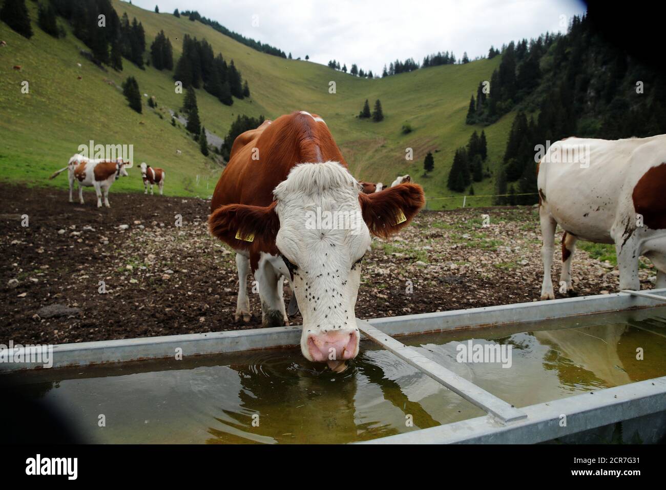 Una vaca bebe agua después de que un helicóptero Super Puma de la Fuerza  Aérea Suiza entregara agua para las vacas en un pasto debido a una sequía  en curso cerca de