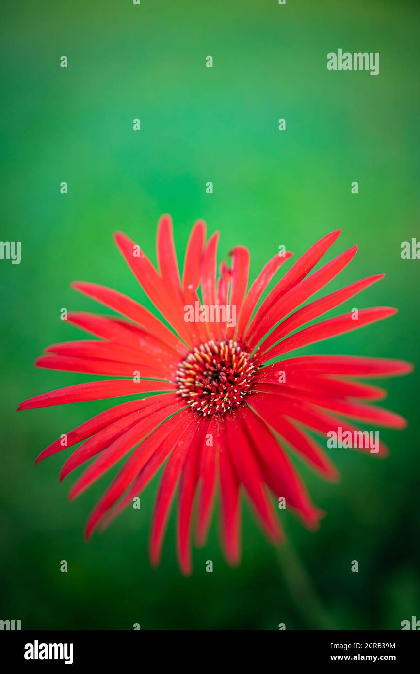 Una flor de Gerbera roja en flor con fondo verde y espacio vacío en la parte superior para escribir un mensaje Foto de stock
