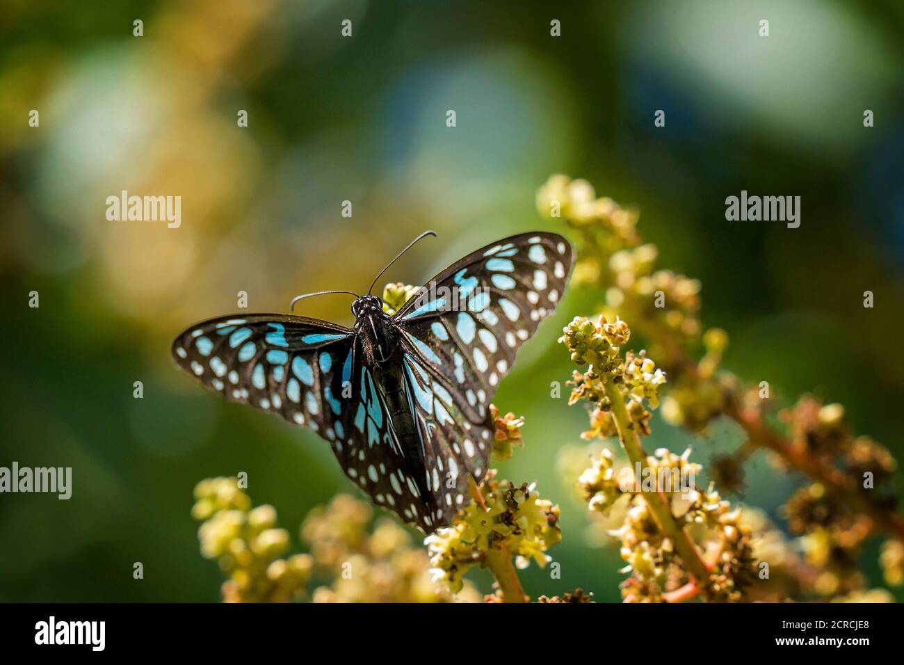 Una mariposa azul tigre chupar néctar de una flor Foto de stock
