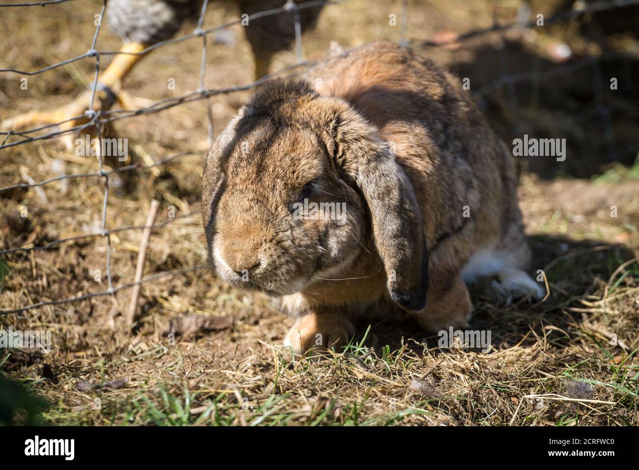 Conejo marrón con orejas floppy Foto de stock