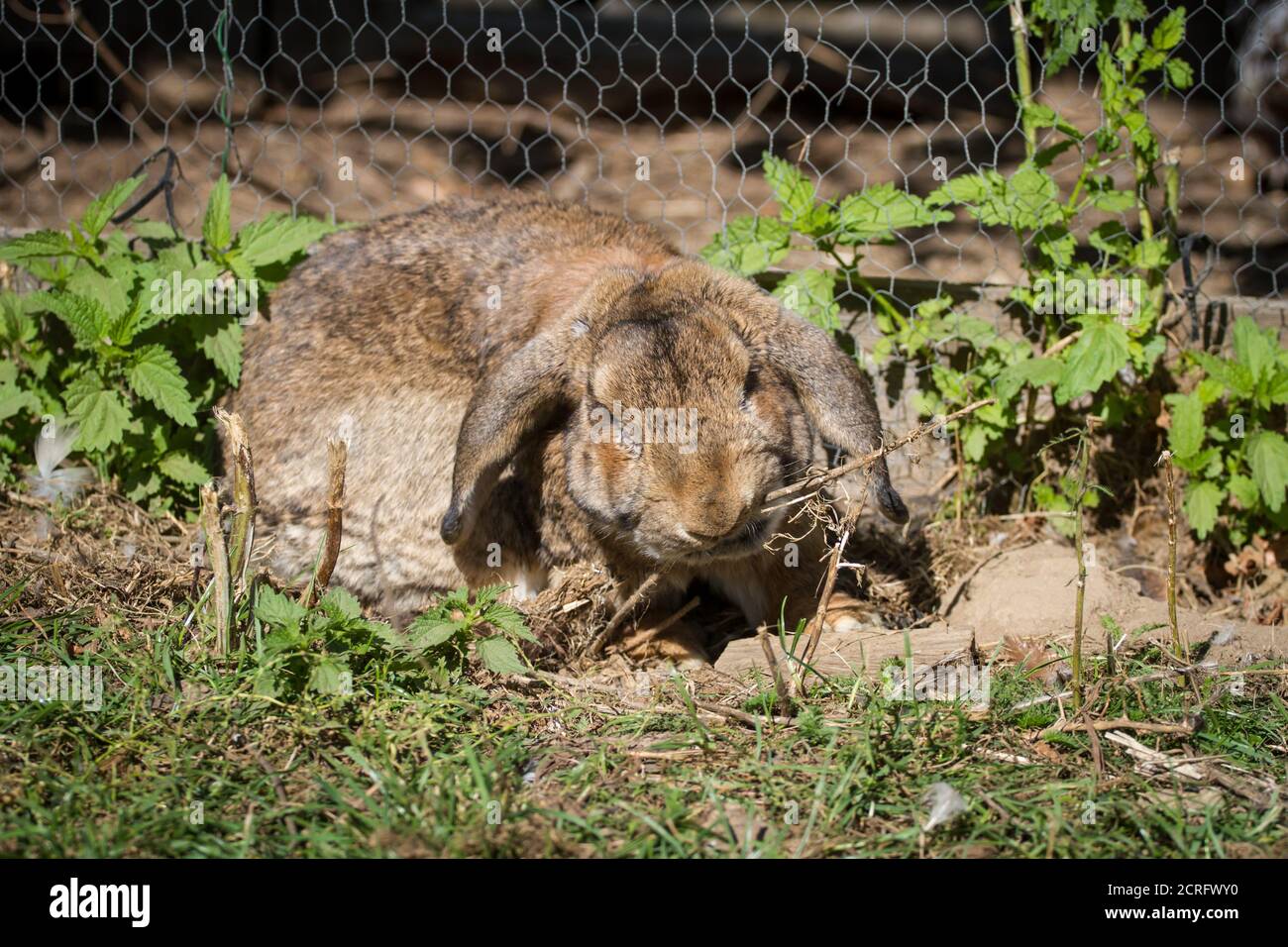 Conejo marrón con orejas floppy comiendo Foto de stock