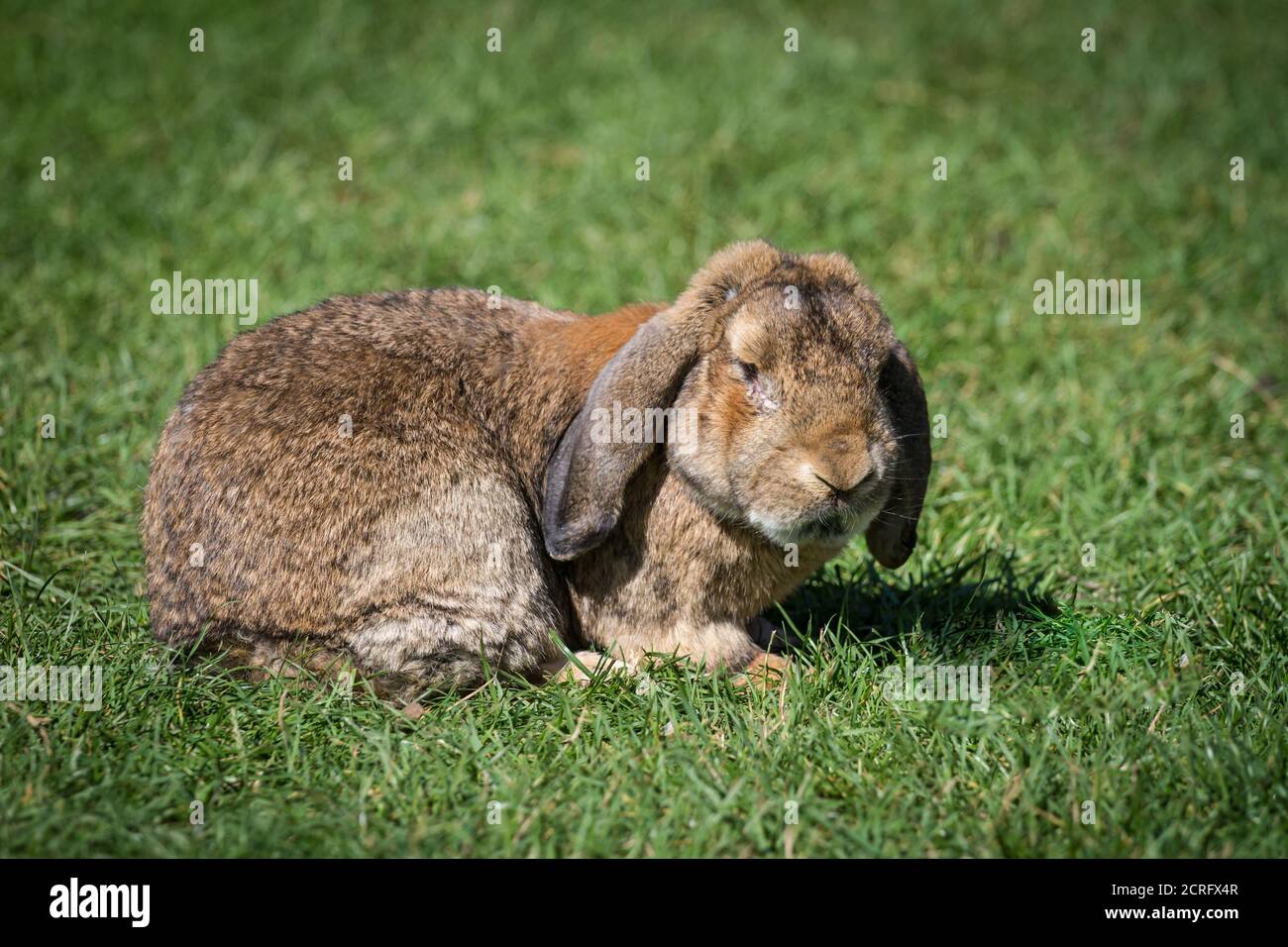 Conejo marrón con orejas floppy en un prado Foto de stock