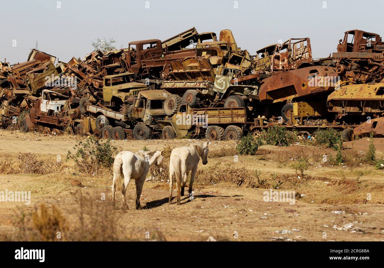 En esta foto tomada el 21 de febrero de 2016 se ven caballos cerca de los tanques oxidados de la era soviética y del equipo militar amontonado en el cementerio de tanques de Asmara, Eritrea. Foto tomada el 21 de febrero de 2016. REUTERS/Thomas Mukoya Foto de stock