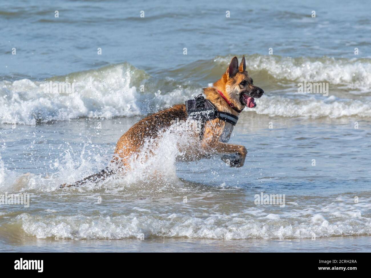 Vista lateral de un perro pastor alemán (AKA alsaciano) corriendo en el mar en el Reino Unido. Pastor Alemán jugando en el agua. Foto de stock