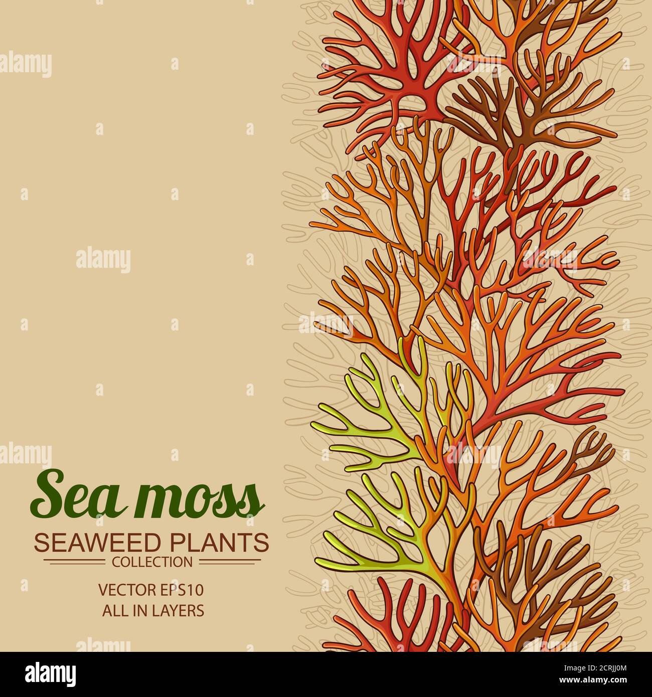 patrón de musgo marino Imagen Vector de stock - Alamy