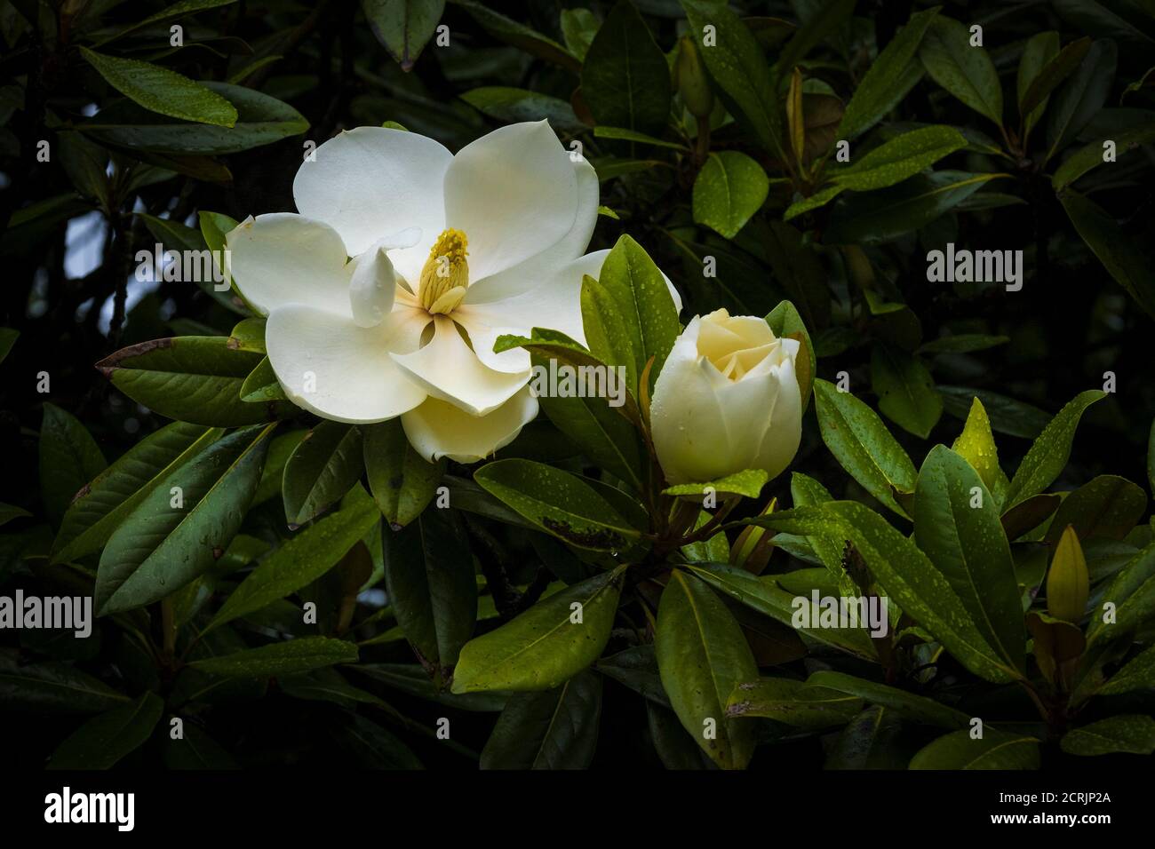 Las espectaculares flores blancas de una grandiflora de Magnolia Alta. Foto de stock