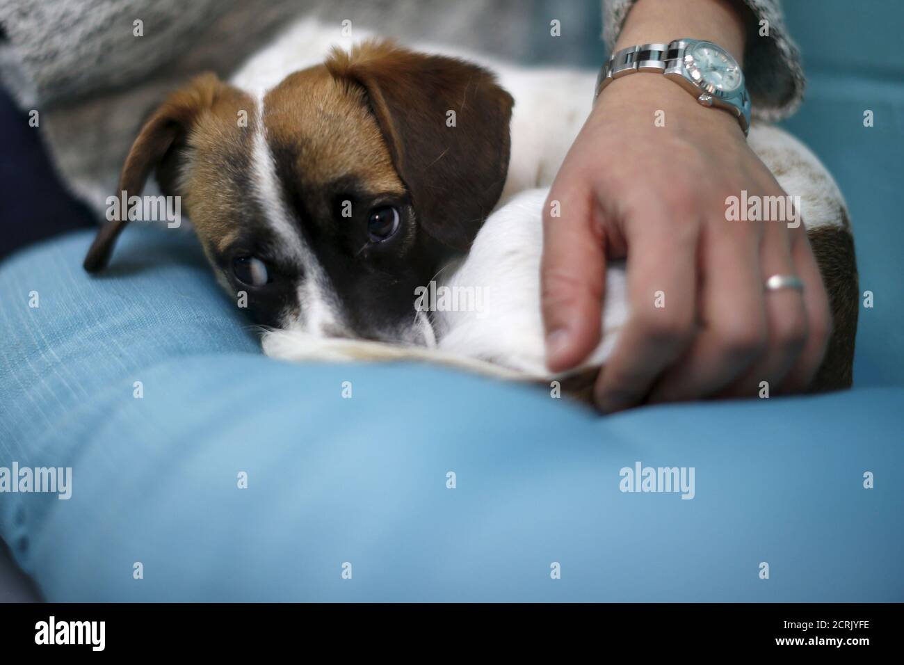 Un perro se acurruca a un dueño potencial en el día de apertura de Dog  Cafe, una cafetería donde la gente puede adoptar perros de refugio en los  Ángeles, California, Estados Unidos,