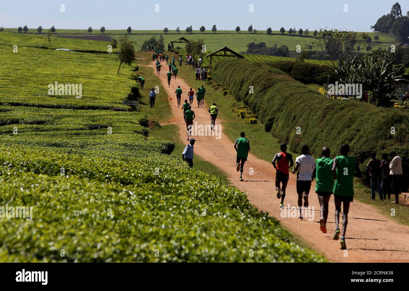Los atletas corren en una plantación de té durante un maratón nacional en las colinas de Nandi, en las afueras de la ciudad de Kapsabet, cerca de Eldoret, al oeste de Kenia, 20 de marzo de 2016. Para igualar EL DEPORTE-DOPAJE/KENIA REUTERS/Siegfried Modola/Archivo Foto Foto de stock