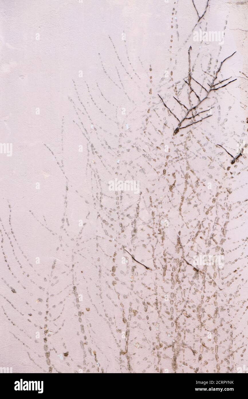 Detalle de la pared de la fachada con restos de hiedra seca planta de alpinismo y rastro de su accesorio de pegamento, detalle abstracto Foto de stock