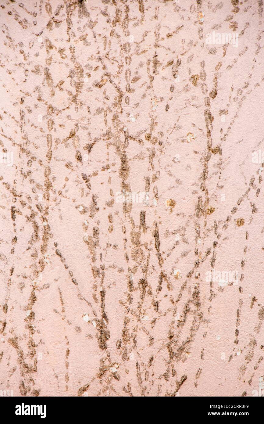 Detalle de la pared de la fachada con restos de hiedra seca planta de alpinismo y rastro de su accesorio de pegamento, detalle abstracto Foto de stock