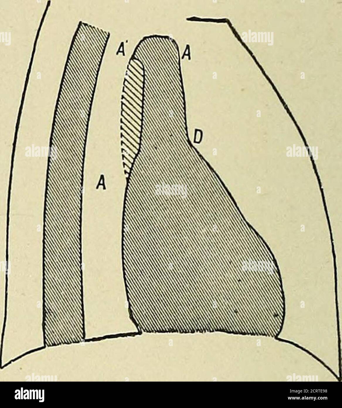 El corazón y la aorta; estudios en radiología clínica. Fig. 147. Fig. 148  Fig. 147. OCHO POSICIÓN OBLICUA ANTEEIOE A 50 DEGEESFIG. 148. POSICIÓN  OBLICUA ANTEEIOE A 60 DEGEES banda clara