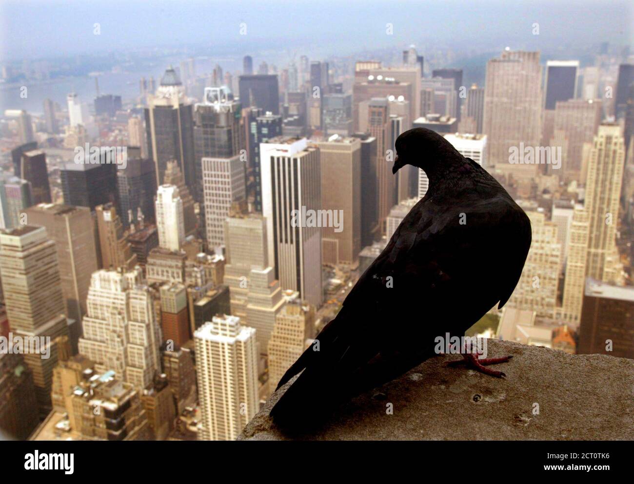 pronostico manhattan