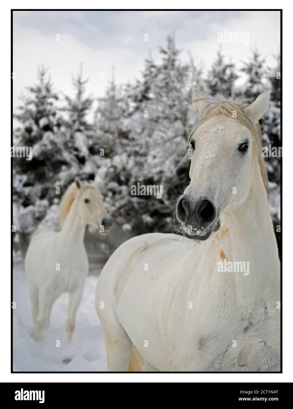 Los caballos Lipizzaner del Stanglwirt Hotel en Going am Wilder Kaiser, Austria. Foto de stock