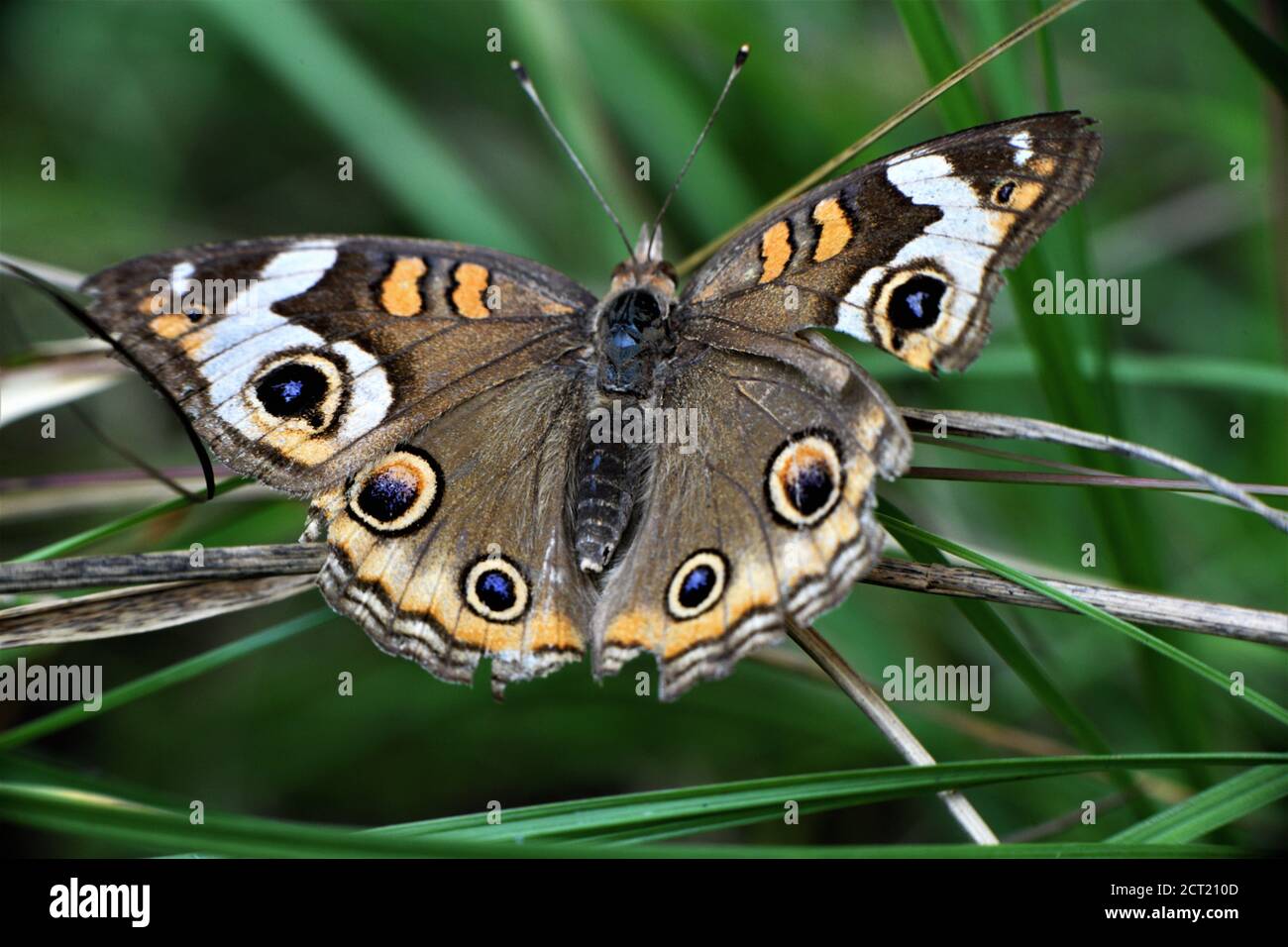 Mariposa común buckeye más vieja y descolorida. Foto de stock