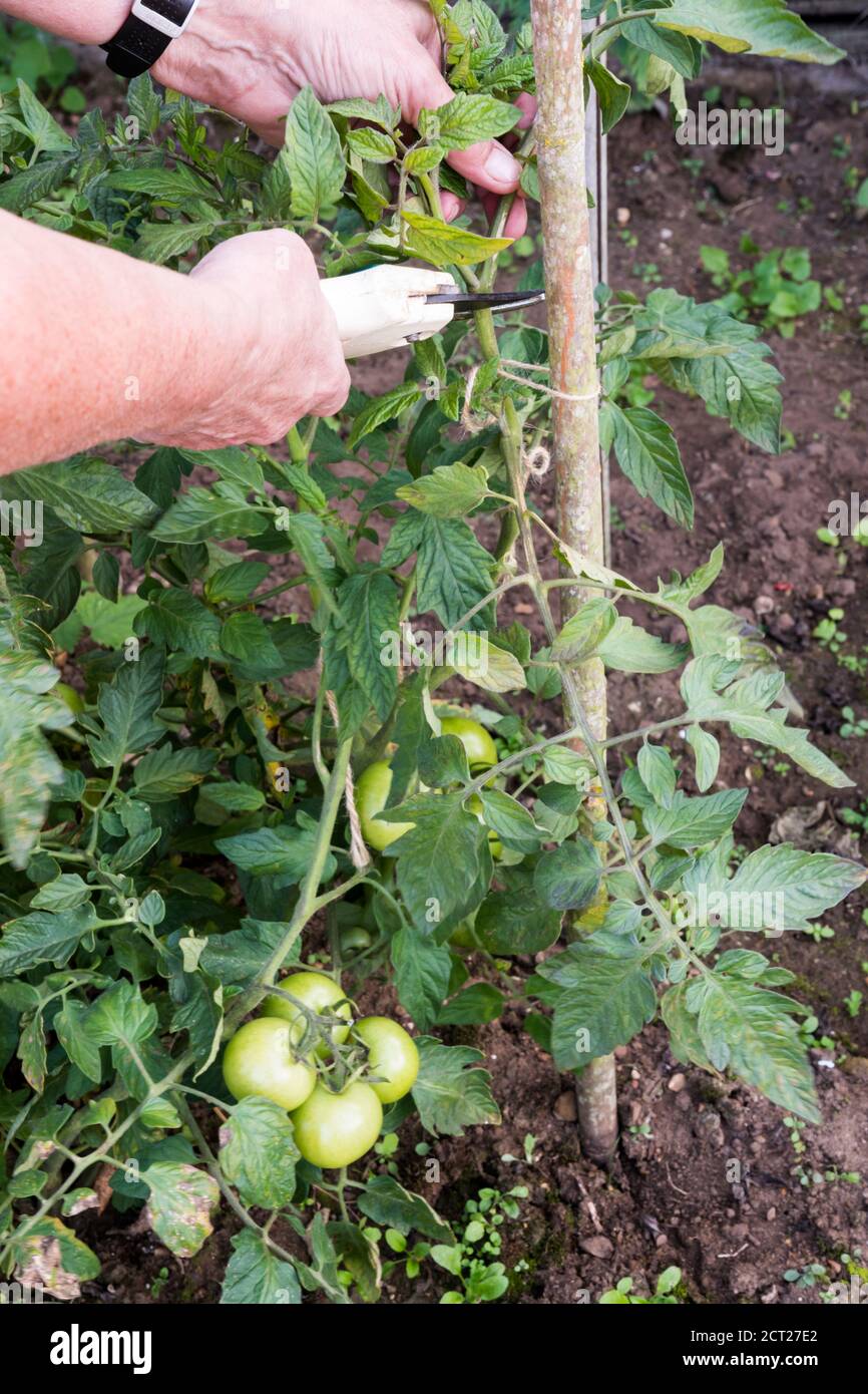 Una mujer que elimina el follaje de las plantas de tomate para fomentar la maduración de los tomates verdes tardíos. Foto de stock