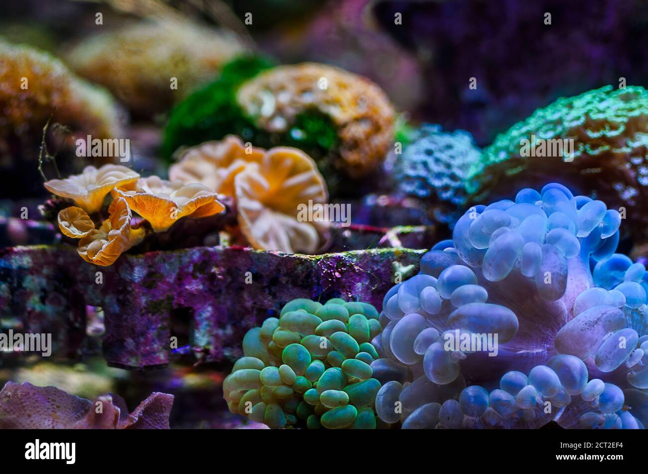 Escena del increíble acuario de arrecifes de coral de agua salada de colores Foto de stock